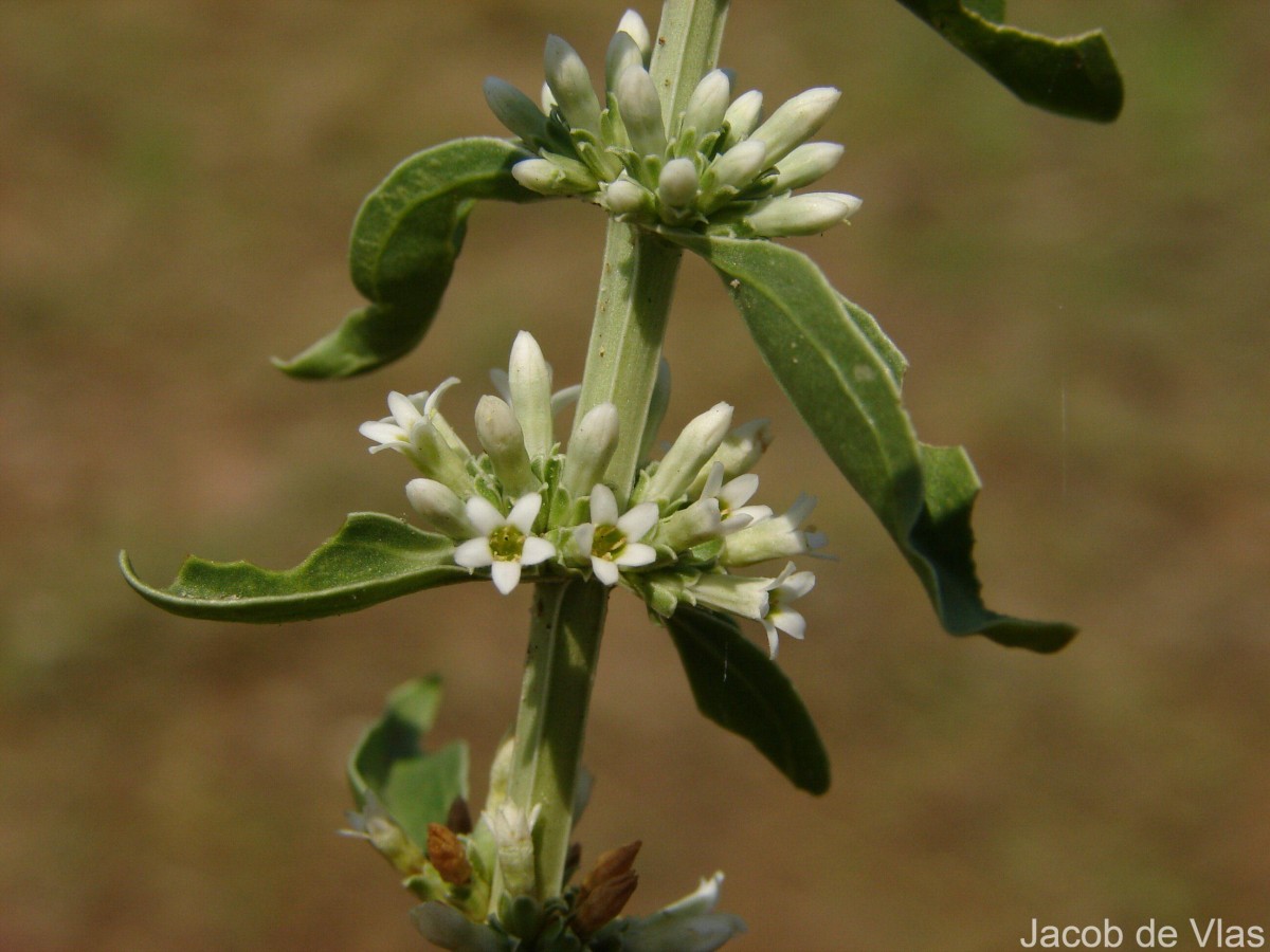 Enicostema axillare (Poir. ex Lam.) A.Raynal